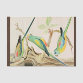 Papel De Seda Turquoise Parakeet