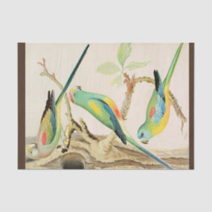 Papel De Seda Turquoise Parakeet