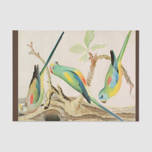 Papel De Seda Turquoise Parakeet (Frente )