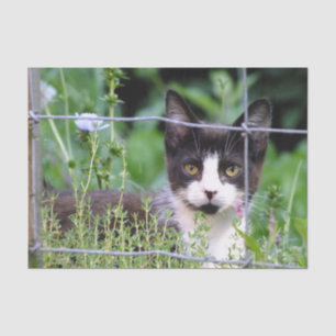 Papel De Seda Tuxedo Kitten no Jardim