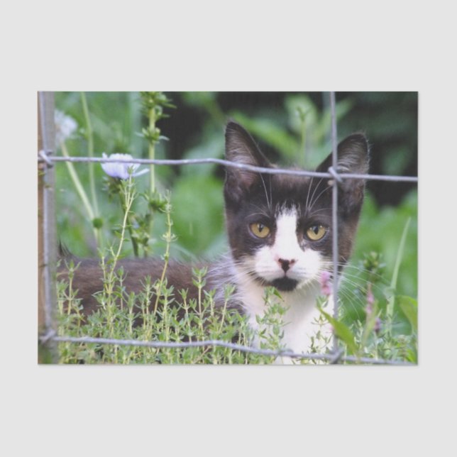 Papel De Seda Tuxedo Kitten no Jardim (Frente )