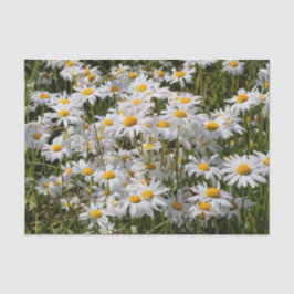 Papel De Seda Um Campo de Visitas Oxeye