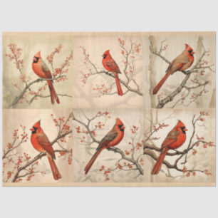 Papel De Seda Um Cardinal Vermelho Série Design 2