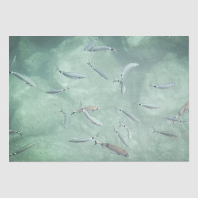 Papel De Seda Um Cardume de Peixes (Frente )
