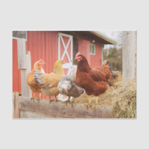 Papel De Seda Um Retrato De Frango Chaótico Parte 2