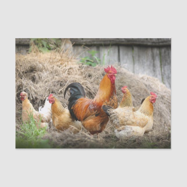 Papel De Seda Um Retrato De Frango Chaótico Parte 3 (Frente )