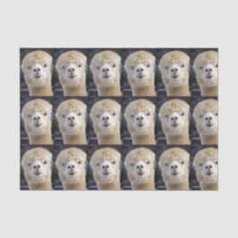 Papel De Seda Um rosto fofo de uma alpaca