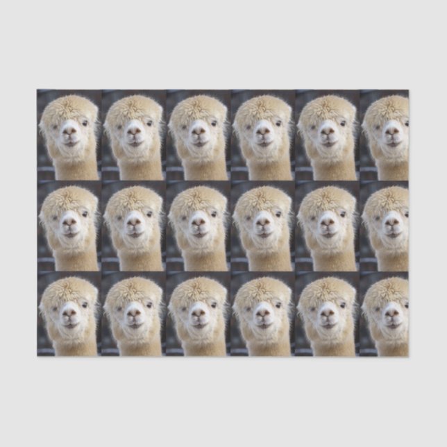 Papel De Seda Um rosto fofo de uma alpaca (Frente )