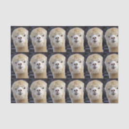 Papel De Seda Um rosto fofo e fofinho de uma alpaca        