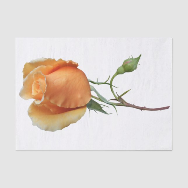 Papel De Seda Um único corte de rosa   (Frente )