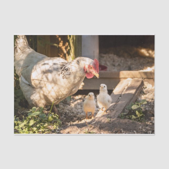 Papel De Seda Uma Mãe Chicken Com Seus Pintinhos (Frente )