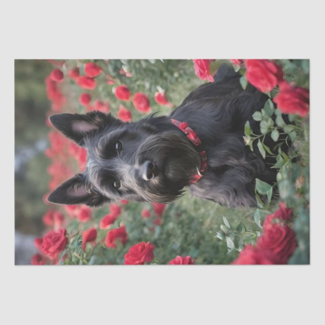 Papel De Seda "Uma Rosa vermelha para o Black Scottish Terrier" (Frente )