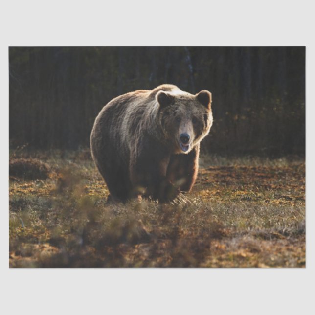 Papel De Seda Urso (Frente )