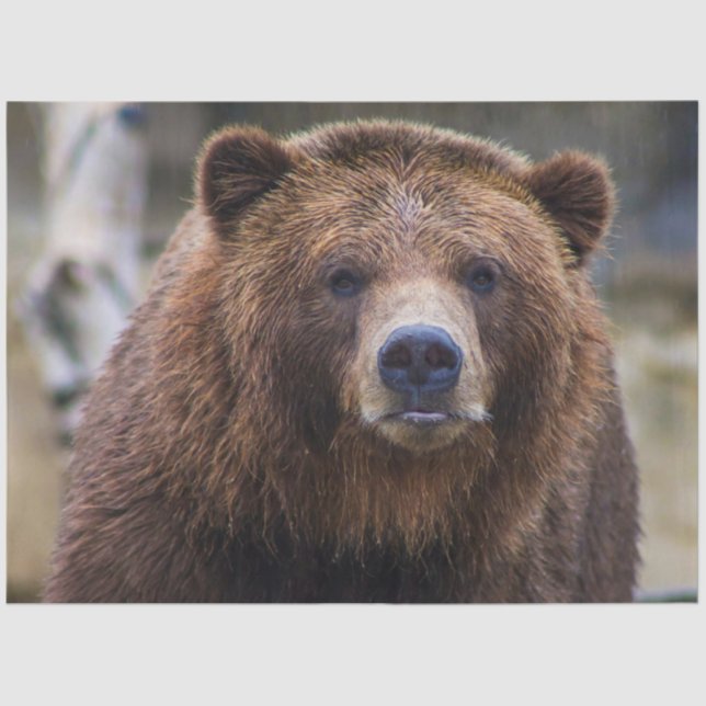 Papel De Seda Urso Castanho (Frente )