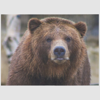 Papel De Seda Urso Castanho