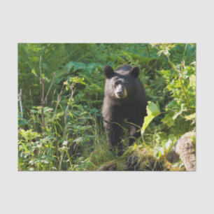 Papel De Seda Urso preto curioso