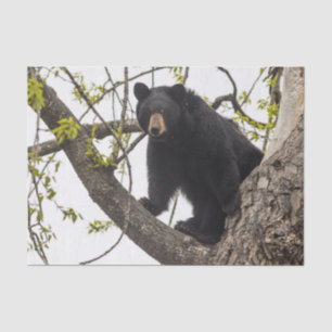 Papel De Seda Urso preto de escalada