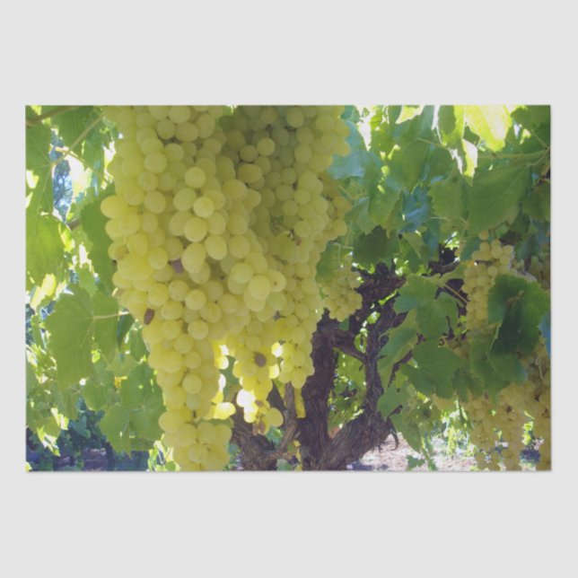 Papel De Seda Uvas Sultana Numa Vinha De Uva, (Frente )