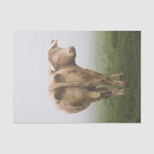 Papel De Seda Vaca branca Bull que olha para trás em um campo (Frente )