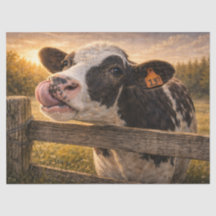 Vaca preta e branca com a língua para cima do nari