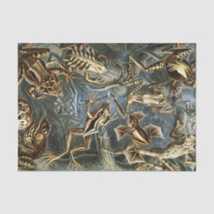 Papel De Seda Variedade de Ernst Haeckel de sapos exóticos: