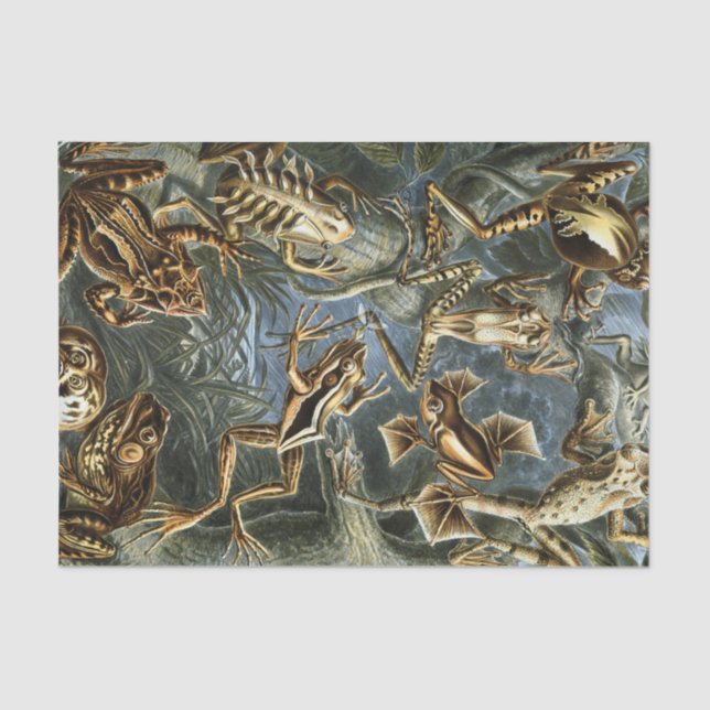 Papel De Seda Variedade de Ernst Haeckel de sapos exóticos: (Frente )