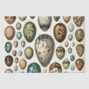 Papel De Seda Vários tipos de Ilustração Científica de Ovos