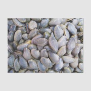 Papel De Seda Vênus Clam [ห อ ย ล า ย]