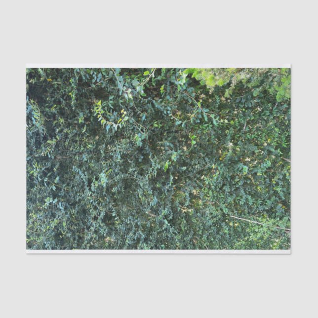 Papel De Seda Verde Botânico Escuro Fundo Floral (Frente )