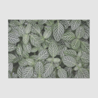 Papel De Seda Verde Folha Botânica