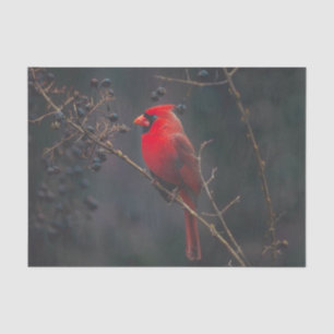 Papel De Seda Vida Selvagem Cardinal Vermelha Exótica