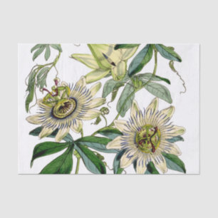 Papel De Seda Videira Flor da Paixão Vintage