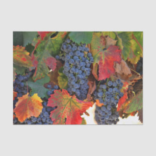 Papel De Seda Vinha-Vinho Atormentada