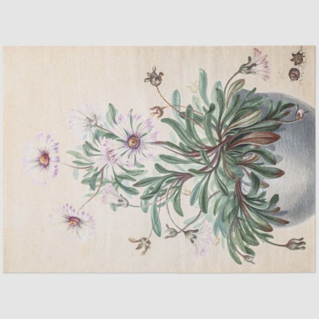 Papel De Seda Vintage Asters em um Pote (Frente )