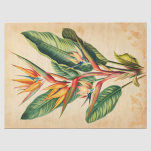 Papel De Seda Vintage Bird of Paradise Illustration Decoupage
