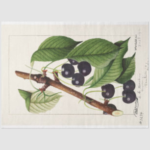 Papel De Seda Vintage Cherries por William Henry Prestele