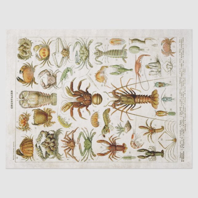 Papel De Seda Vintage Crustaceans Marine Life Decoupage (Frente )