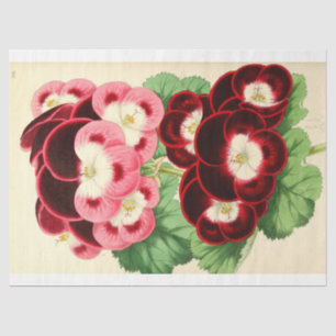 Papel De Seda Vintage - Ephemera Floral Francês - Rosa