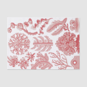 Papel De Seda Vintage Ernst Haeckel Seaweed Poster