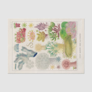 Papel De Seda Vintage Excelente Barrier Reef da Austrália Alcyo
