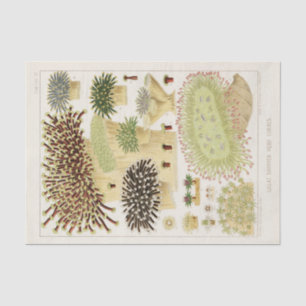 Papel De Seda Vintage Excelente Barrier Reef of Australia Corals