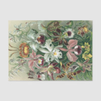 Vintage Haeckel Colorful Orchid Lithograph Poster
