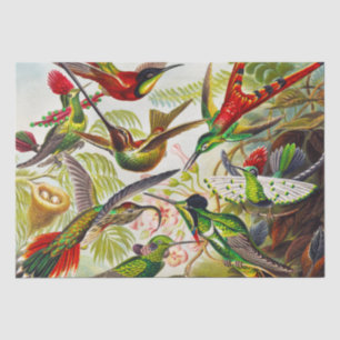 Papel De Seda Vintage Hummingbird por Ernst Haeckel