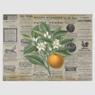 Papel De Seda Vintage Orange Fruta Horticulture Ads Ephemera