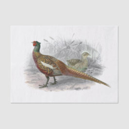 Papel De Seda Vintage Pheasant Game Bird Drawing Color 3
