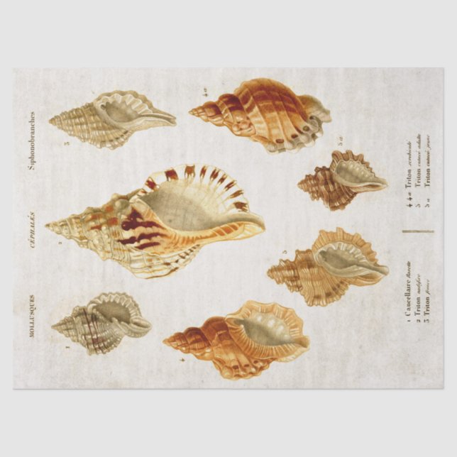 Papel De Seda Vintage Scientific Mollusk Illustration Decoupage (Frente )