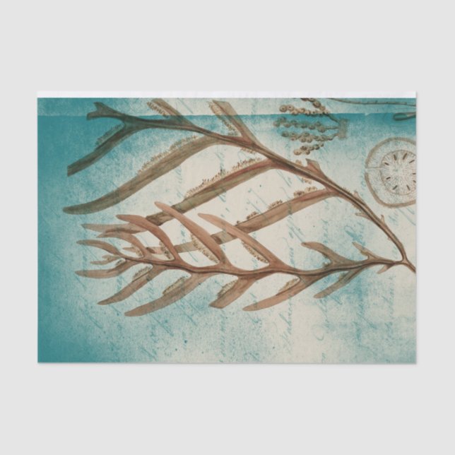Papel De Seda Vintage Seaweed e Sand Dollar (Frente )