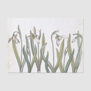 Papel De Seda Vintage Snowdrop Fllower Pale Paraminho Primavera