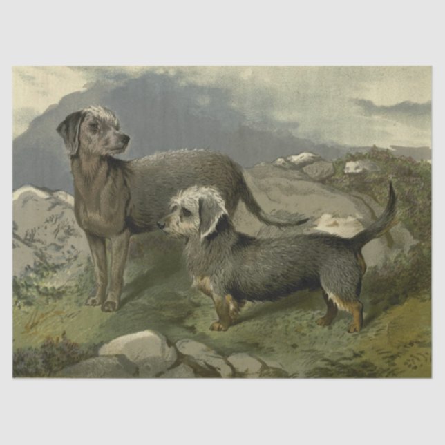 Papel De Seda Vintage Terriers Tissue Paper (Frente )