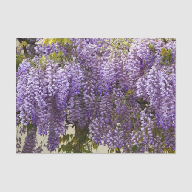 Papel De Seda Violet Wisteria Flowers (Frente )